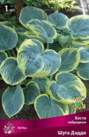 Хоста гибридная Шуга Дэдди (I) 1 шт