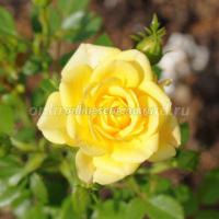 Саженцы Роза почвопокровная Йеллоу Фэйри