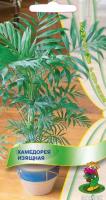 Хамедорея Изящная 5шт
