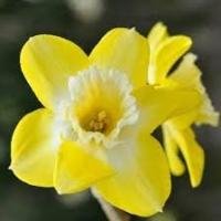 Нарцисс жонкиллиевидный Пипит (5шт, 12/14) 845271