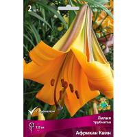 Лилия Трубчатая Африкан Квин