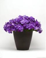 Петуния Шок Вейв деним F1 (Минитуния) суперкаскад. 4 шт.