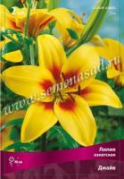 Лилия Азиатская Джайв (14/16) 2 шт