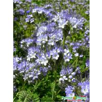 Семена фацелии 30г