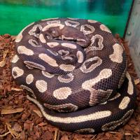 Змея Питон королевский Mojave