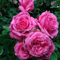 Саженцы Роза плетистая Бьянвеню