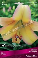 Лилия ОТ-Гибрид Райзинг Мун 