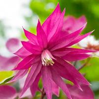 Клематис Пепл Сюрпрайз ботанический