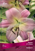 Лилия ОТ-Гибрид Бейвотч (14/16) 2 шт