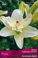 Лилия Азиатская махровая Аннемарис Дрим 