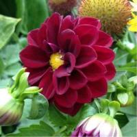 Георгина Фигаро Ред Шейдес 10шт