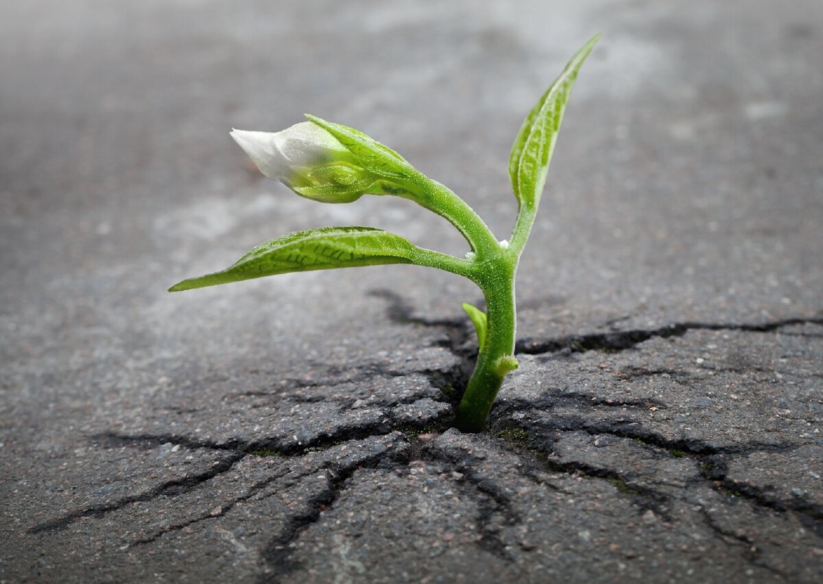 Гранулированный или порошковый куриный помет. Какой выбрать, как подкармливать?