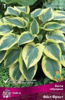 Хоста гибридная Фест Фрост (I) 1 шт