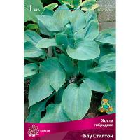 Хоста гибридная Блу Стилтон (I) 1 шт 