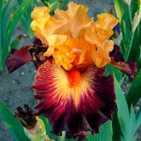 Ирис болотный Говард Уиид (I) 1 шт 835324