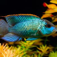 Рыба Нанокара неоновая