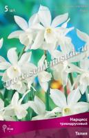Нарцисс Триандрусовый Талия (12/14) 5шт.