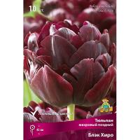 Тюльпан Махровый поздний Блэк Хиро (чёрный, 7шт, 11/12) 833145
