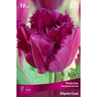 Тюльпан Бахромчатый Кёрли Сью (11/12) 10 шт