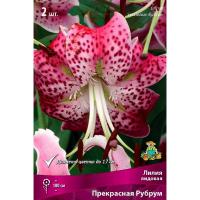 Лилия Прекрасная Рубрум (14/16) 2 шт
