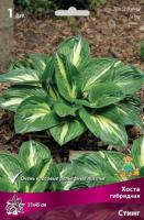 Хоста гибридная Стинг (I) 1 шт
