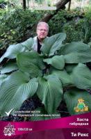 Хоста гибридная Ти Рекс (I) 1 шт 