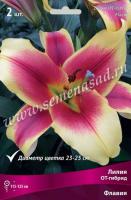 Лилия ОТ-Гибрид Флавия (14/16) 2 шт