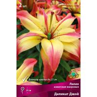 Лилия Азиатская махровая Деликат Джой 