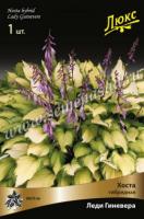 Хоста гибридная Леди Гиневера (I) 1 шт 
