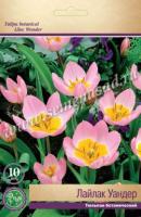 Тюльпан Ботанический Лайлак Уандер (6/8) 10 шт