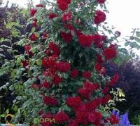 Саженцы Роза плетистая Клайминг Крайслер Империал