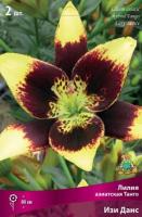 Лилия Азиатская Танго Изи Данс 