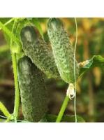 Rijk Zwaan Фермерская Огурец Шопен F1 250шт