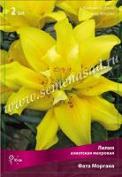 Лилия Азиатская махровая Фата Моргана