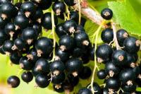 Смородина черная Селеченская-2 