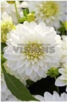 Георгина декоративная Гэллери Арт Фэр (I) 1 шт 