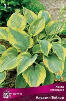 Хоста гибридная Алватин Тейлор (I) 1 шт 