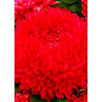 Астра Баллон рубиново-красный, однолетняя (густомахровая) 0,05г