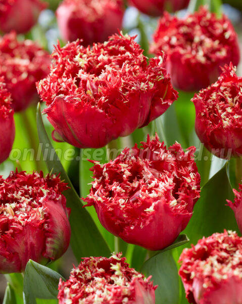 Тюльпан Бахромчатый Катар (ярко-красный со светлой бахромой 11/12) 7шт 833111