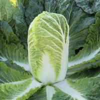 Капуста пекинская Нежность F1 10 г