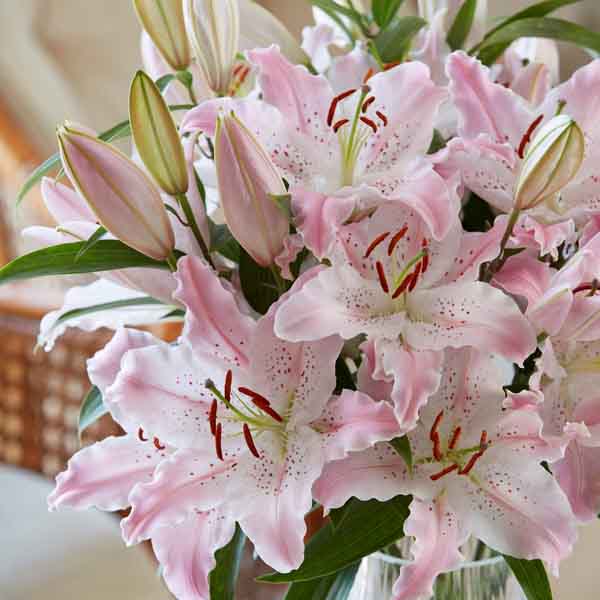 Лилия Восточная Виртуозо (16/18) 1шт 821194