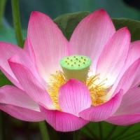 Лотос орехоносный (Nelumbo nucifera) 2 шт