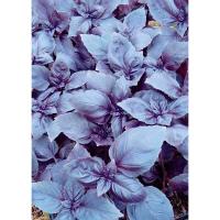 Базилик Ереванский сапфир 10,0 г