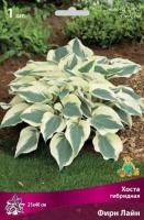 Хоста гибридная Фирн Лайн ( I) 1шт 