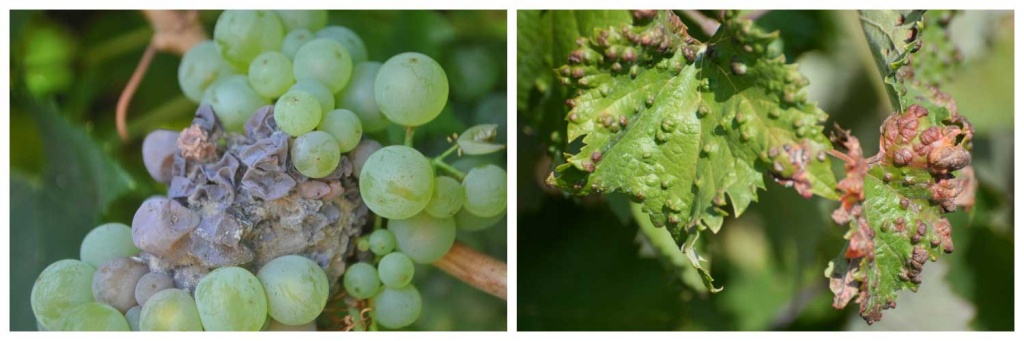 виноград).jpg виноград).jpg