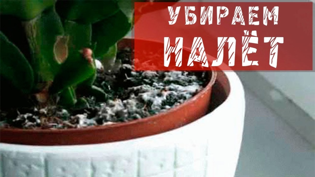 Белый налет в горшке комнатного цветка