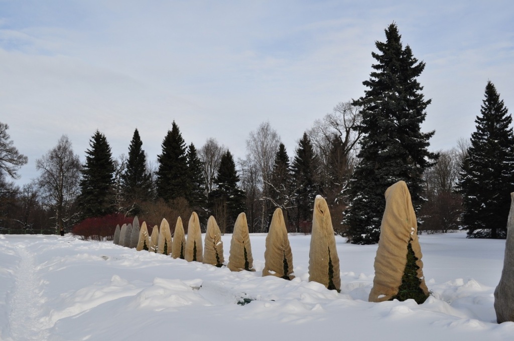 хвойники зимой хвойники зимой