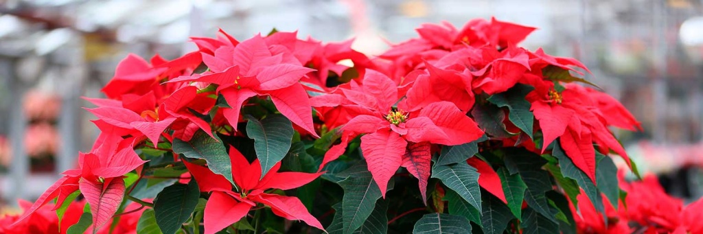 Рождественская звезда