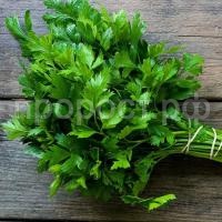 PETRUSHKA-ITALYANSKIJ-GIGANT