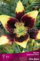 Лилия азиатская Танго Изи Данс